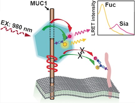 A Single Excitation-Duplexed Imaging Strategy for Profiling Cell Surface Protein-Specific Glycoforms