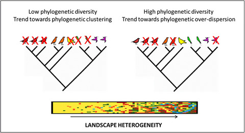 Landscape heterogeneity shapes bird phylogenetic responses at forest–matrix interfaces in Atlantic Forest, Brazil