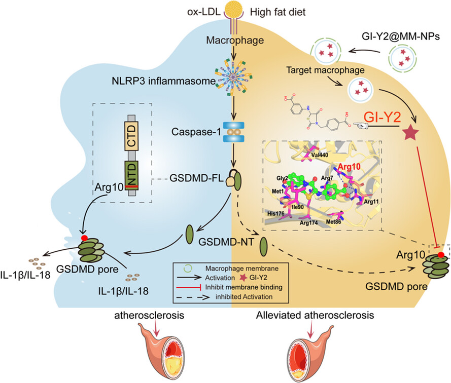 The novel GSDMD inhibitor GI-Y2 exerts antipyroptotic effects to reduce atherosclerosis