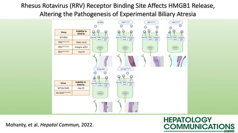 Rhesus rotavirus receptor-binding site affects high mobility group box 1 release, altering the pathogenesis of experimental biliary atresia