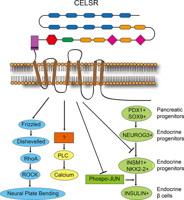 Understanding cadherin EGF LAG seven-pass G-type receptors