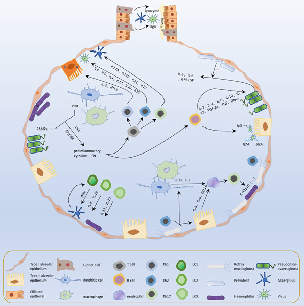 Interactions between the lung microbiome and host immunity in chronic obstructive pulmonary disease