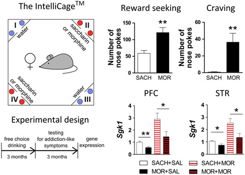 Behavioral and transcriptional patterns of protracted opioid self-administration in mice