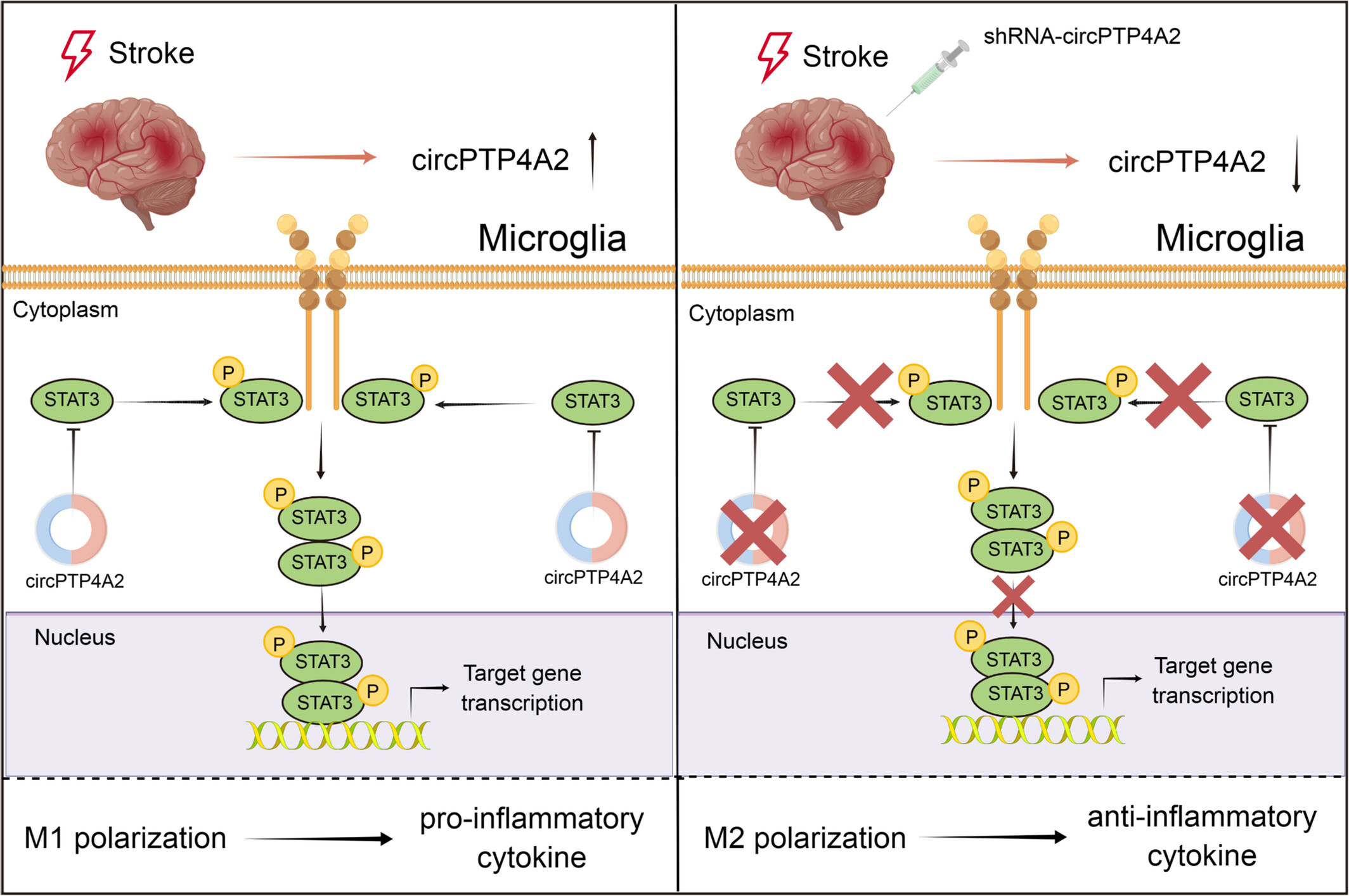 Circular RNA PTP4A2 regulates microglial polarization through STAT3 to promote neuroinflammation in ischemic stroke