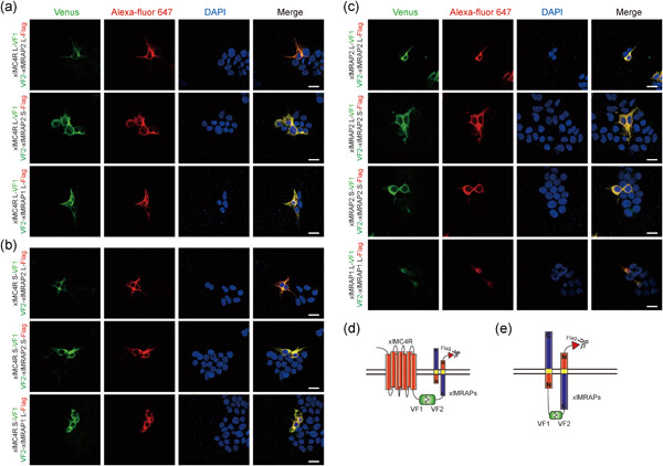 Pharmacological modulation of dual melanocortin-4 receptor signaling by melanocortin receptor accessory proteins in the Xenopus laevis