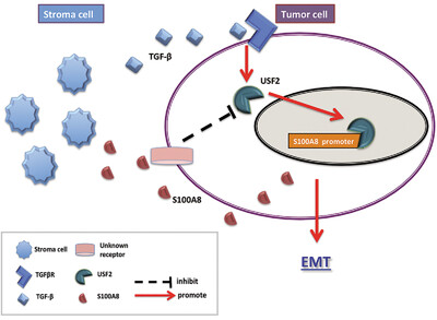 S100A8 promotes epithelial-mesenchymal transition and metastasis under TGF-β/USF2 axis in colorectal cancer