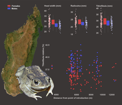 Does spatial sorting occur in the invasive Asian toad in Madagascar? Insights into the invasion unveiled by morphological analyses