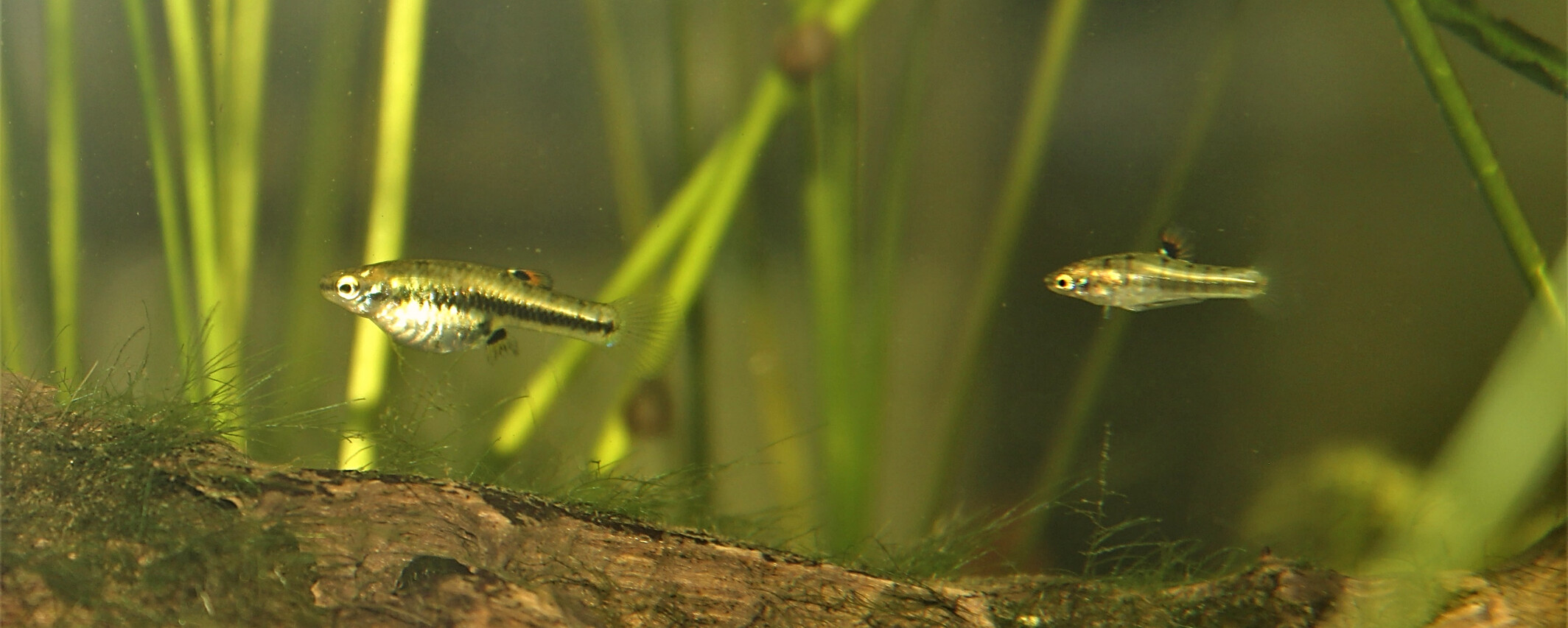 Plastic maternal effects of social density on reproduction and fitness in the least killifish, Heterandria formosa