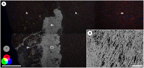Details are in the caption following the image Details are in the caption following the image