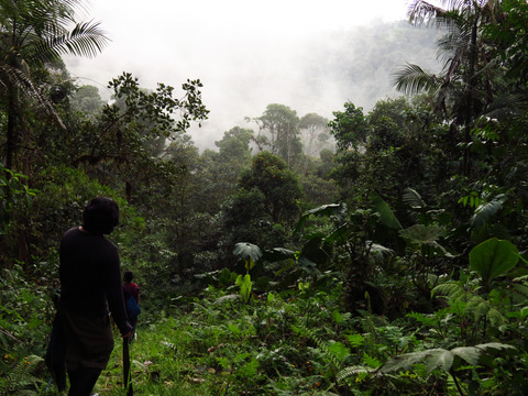 Relieving efforts in palm-tree tissue sampling for population genetics analyses