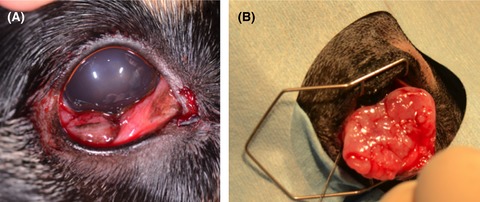 A case of basal cell carcinoma of the nictitating membrane in a dog