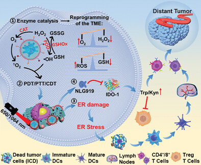 Novel PdPtCu Nanozymes for Reprogramming Tumor Microenvironment to Boost Immunotherapy Through Endoplasmic Reticulum Stress and Blocking IDO-Mediated Immune Escape