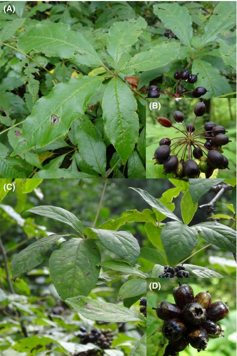 Contrasting genetic patterns between two coexisting Eleutherococcus species in northern China
