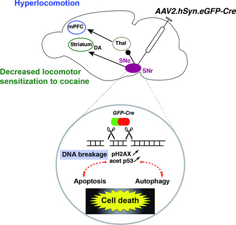 Viral vector-mediated Cre recombinase expression in substantia nigra induces lesions of the nigrostriatal pathway associated with perturbations of dopamine-related behaviors and hallmarks of programmed cell death