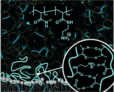 Non-Amphiphilic Antimicrobial Polymers