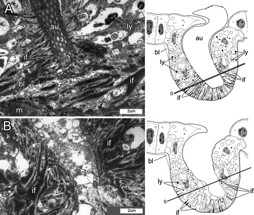 Details are in the caption following the image