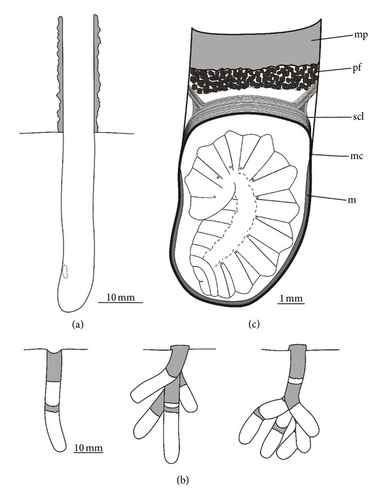 Details are in the caption following the image