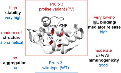 Rational Design, Structure–Activity Relationship, and Immunogenicity of Hypoallergenic Pru p 3 Variants
