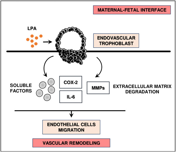 Lysophosphatidic acid induces the crosstalk between the endovascular human trophoblast and endothelial cells in vitro