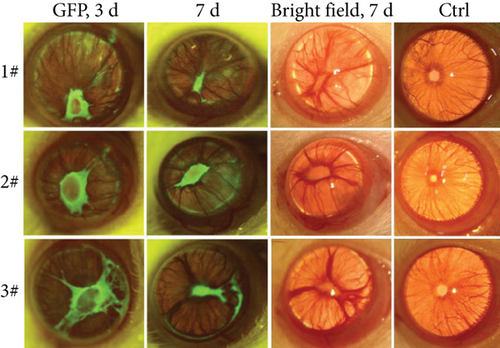 Details are in the caption following the image Details are in the caption following the image
