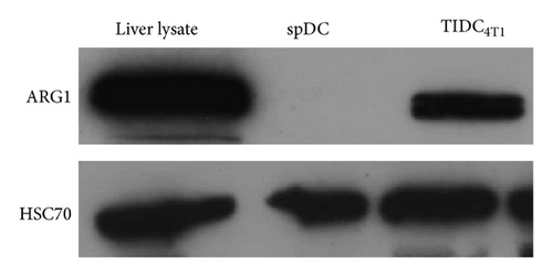 Details are in the caption following the image