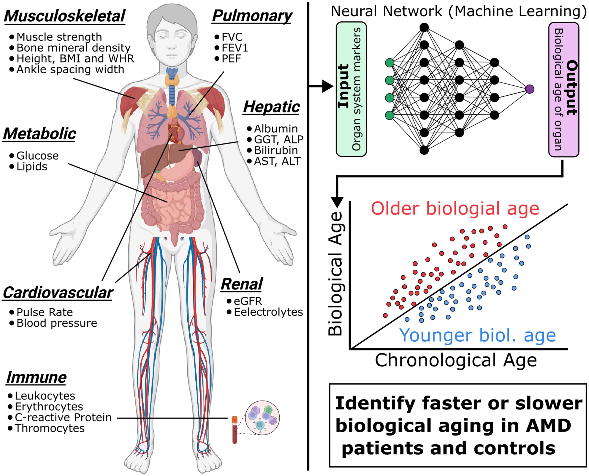 Differential Organ Ageing Is Associated With Age-Related Macular Degeneration