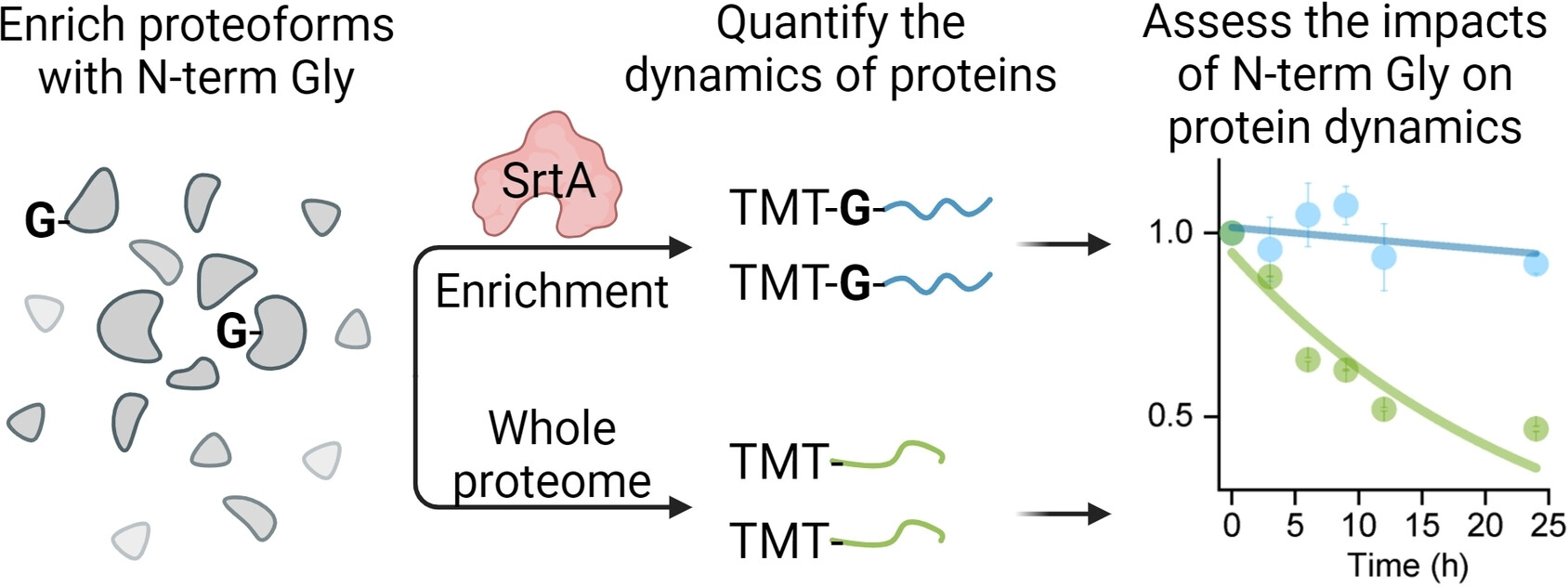 A Systematic Investigation of Proteoforms with N-Terminal Glycine and Their Dynamics Reveals Its Impacts on Protein Stability