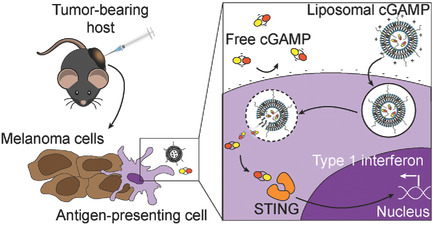 Liposomal Delivery Enhances Immune Activation by STING Agonists for Cancer Immunotherapy Issue 1-2, 2017