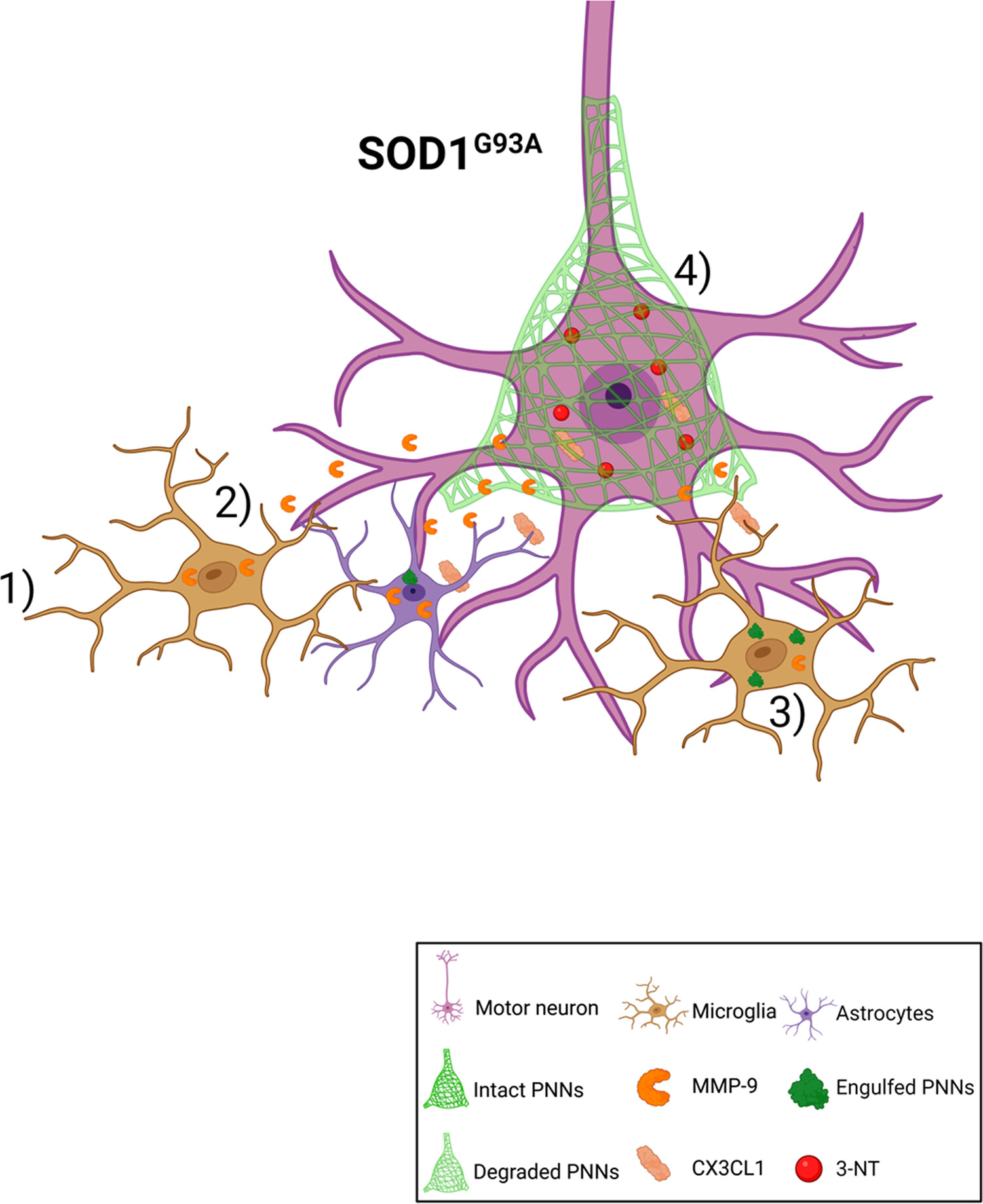 Perineuronal nets are phagocytosed by MMP-9 expressing microglia and astrocytes in the SOD1G93A ALS mouse model