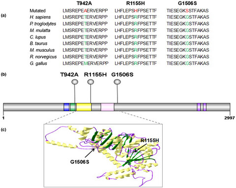 CHD7 missense variants and clinical characteristics of Chinese males with infertility