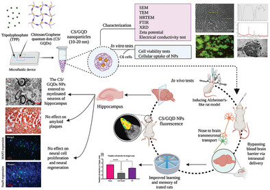 Microfluidic Synthesis of Ultrasmall Chitosan/Graphene Quantum Dots Particles for Intranasal Delivery in Alzheimer's Disease Treatment