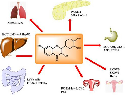 Fisetin: An anticancer perspective