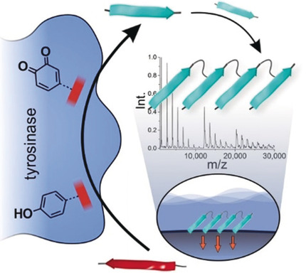 Polymerizing Like Mussels Do: Toward Synthetic Mussel Foot Proteins and Resistant Glues