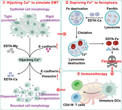 EDTA-Mg Nano-Chelators Amplify Ferroptosis by Artificially Simulating the Epithelial-Mesenchymal Transition Process and Endogenous Iron Deprivation