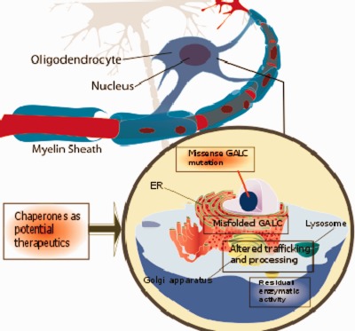 Chaperones as potential therapeutics for Krabbe disease