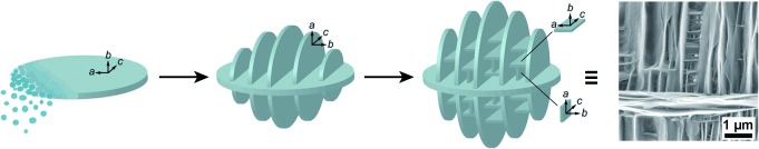 Formation of Hierarchically Organized Zeolites by Sequential Intergrowth
