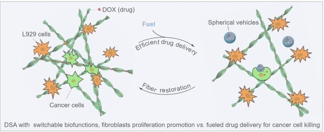 Non-Equilibrium Dissipative Assembly with Switchable Biological Functions