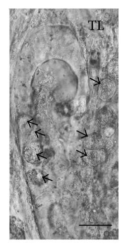 Details are in the caption following the image