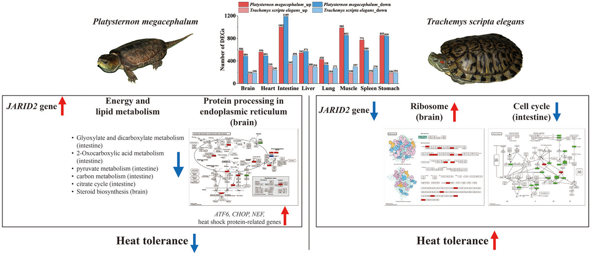 Comparative Analysis of Heat Exposure-Induced Molecular Changes in Two Turtle Species with Contrasting Thermal Adaptations Issue ,
