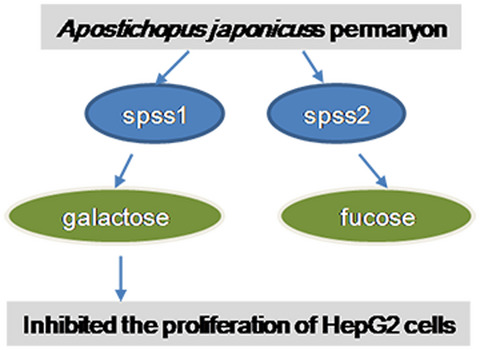 Effect of polysaccharide extract SPSS1 from Apostichopus japonicus spermary on HepG2 cells via iTRAQ-based proteome analysis