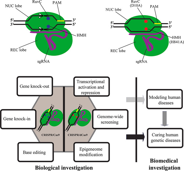 CRISPR editing in biological and biomedical investigation