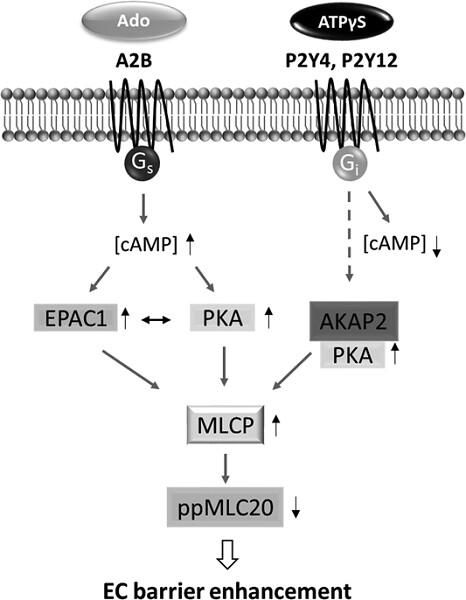 Differential mechanisms of adenosine- and ATPγS-induced microvascular endothelial barrier strengthening
