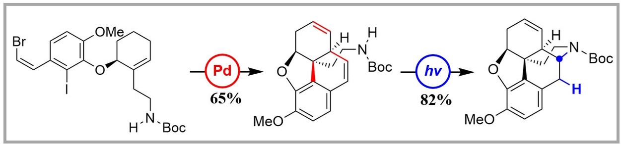 Expeditious Access to Morphinans by Chemical Synthesis