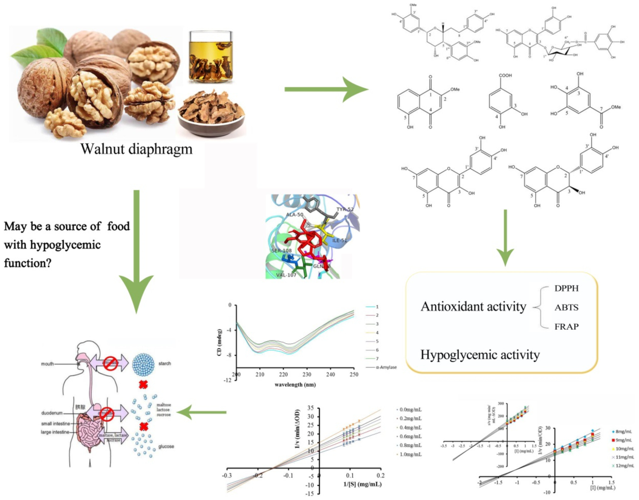 Hypoglycemic and antioxidative activity evaluation of phenolic compounds derived from walnut diaphragm produced in Xinjiang