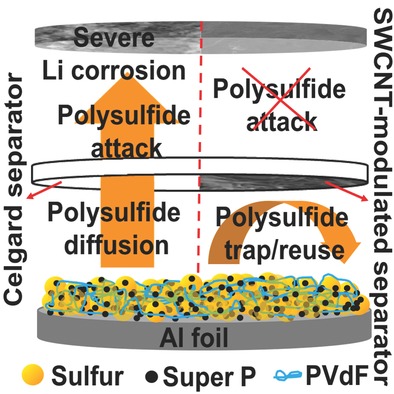 Effective Stabilization of a High-Loading Sulfur Cathode and a Lithium-Metal Anode in Li-S Batteries Utilizing SWCNT-Modulated Separators