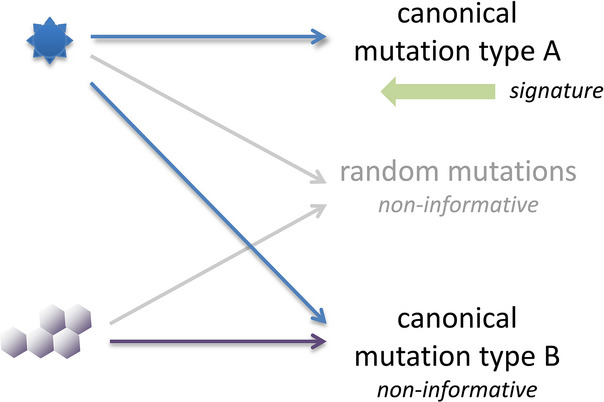 UV Signature Mutations
