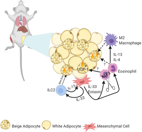 Can eosinophils in adipose tissue add fuel to the fire?