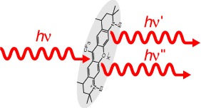 Absolute Optical Cross Section of Individual Fluorescent Molecules