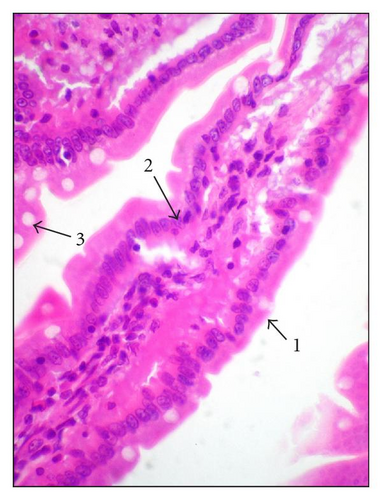 Details are in the caption following the image