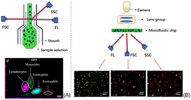 A rapid white blood cell classification system based on multimode imaging technology